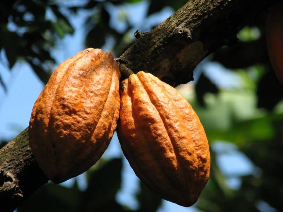 Cacao de la  sociéte coopérative Coopagrif COOP-CA
